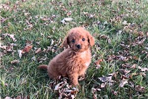 Callie - puppy for sale