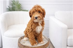 Joshua - Goldendoodle, Mini for sale