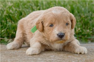 Larson - puppy for sale