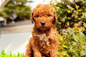 Kinston - Goldendoodle, Mini for sale