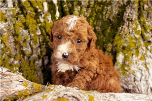 Kenneth - puppy for sale
