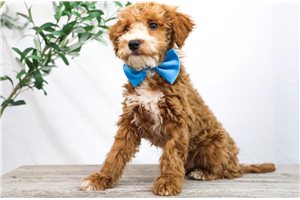 Julian - Goldendoodle, Mini for sale
