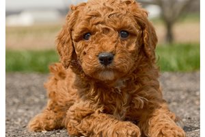 Kimberly - Goldendoodle, Mini for sale