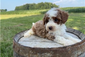 Clara - puppy for sale