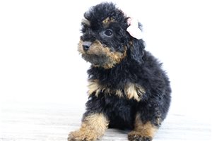 Noelle - puppy for sale