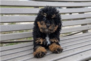 Nica - Poodle, Miniature for sale