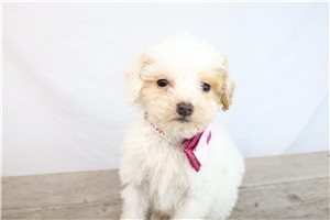 Nivea - puppy for sale