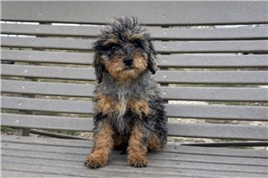 Lizette - Poodle, Miniature for sale