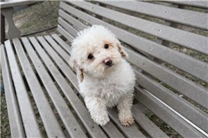 Norman - Poodle, Miniature for sale