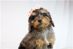 Lizette - puppy for sale