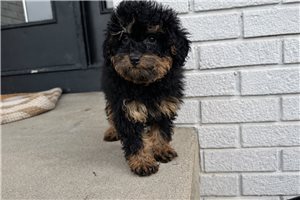 Noelle - Poodle, Miniature for sale