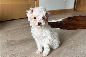 Nivea - Poodle, Miniature for sale