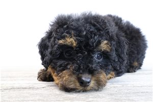 Nica - Poodle, Miniature for sale