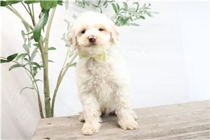 Norman - Poodle, Miniature for sale