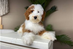 Cecilia - puppy for sale