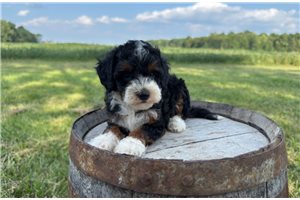 Caroline - puppy for sale