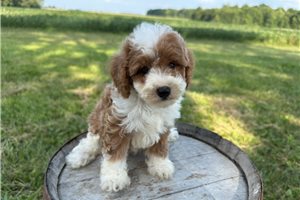 Cora - puppy for sale