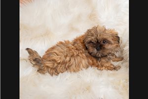 Callie - Shih Tzu for sale