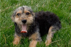 Minx - puppy for sale