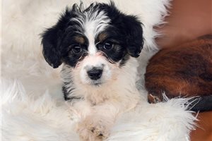 Minnie - puppy for sale