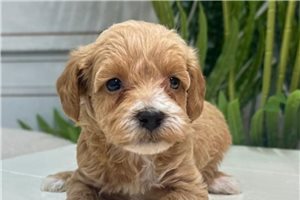 Wren - Yorkiepoo - Yorkie Poo for sale