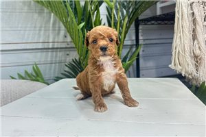 Willow - puppy for sale