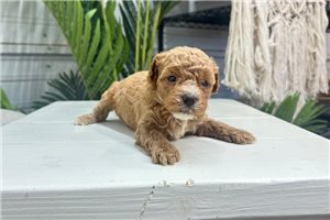 Wendi - Yorkiepoo - Yorkie Poo for sale