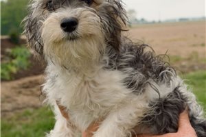 Minsa - puppy for sale