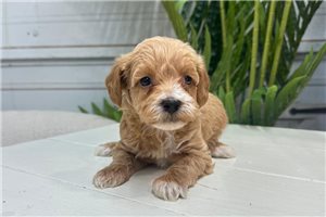 Wren - puppy for sale