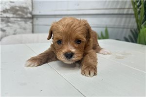 Wisteria - puppy for sale