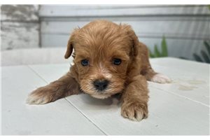 Wisteria - Yorkiepoo - Yorkie Poo for sale