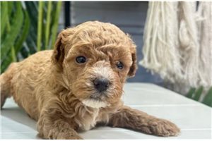 Wendi - Yorkiepoo - Yorkie Poo for sale