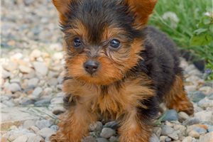 Rosa - Yorkshire Terrier - Yorkie for sale