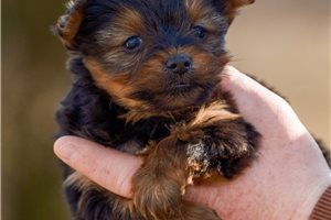 Theodore - Yorkshire Terrier - Yorkie for sale