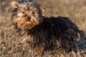 Cedric - Yorkshire Terrier - Yorkie for sale