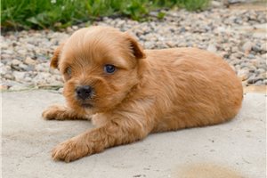 Sarabeth - Yorkshire Terrier - Yorkie for sale