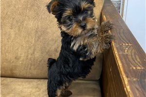 Ruthie - Yorkshire Terrier - Yorkie for sale