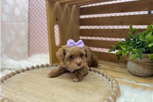 Elana - puppy for sale