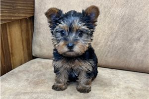 Reese - Yorkshire Terrier - Yorkie for sale