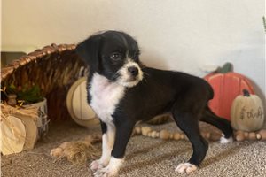 Sully - Mixed/Other for sale