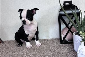 Finn - Boston Terrier for sale