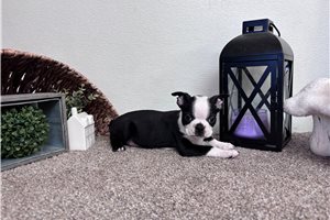 Finn - Boston Terrier for sale