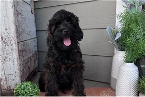 Banner - Cockapoo for sale