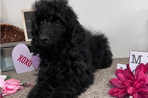 Milly - Goldendoodle, Mini for sale