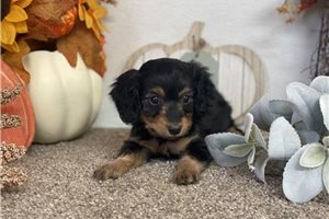 Alexander - Doxiepoo for sale