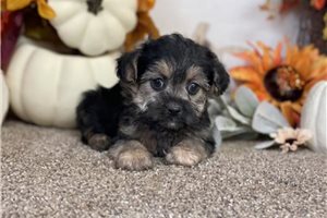 Kash - Mixed/Other for sale