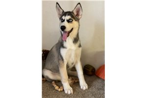 Himari - Siberian Husky for sale