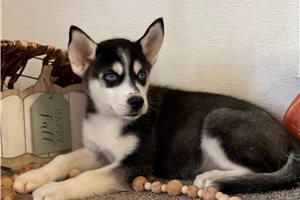Asami - Siberian Husky for sale