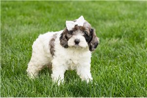 Maria - Cockapoo for sale