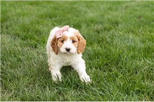Jenaya - Cockapoo for sale